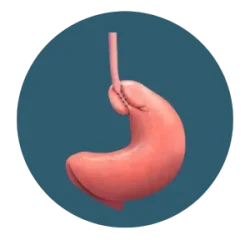 A stomach attached to the esophagus after surgical stitching near the upper part of the stomach.